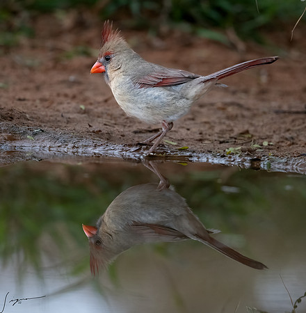 Northern Cardinal Female  LagunaSecaD850_20220308 (143)-Edit