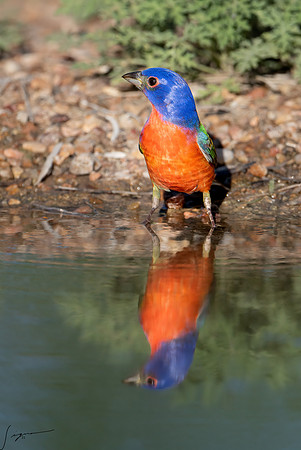 Painted Bunting Male LaLomitaRanch20210502_0882-Edit