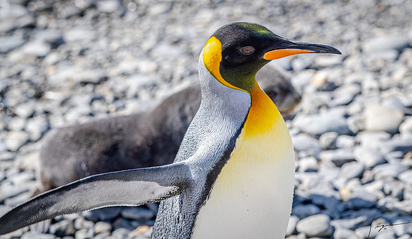 King Penguin SouthGeorgiaFortunaBay20200311_1653