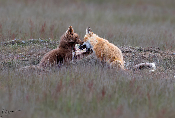 Red Fox SanJuanIsland20210526_0008-NEF_DxO_DeepPRIME-Edit