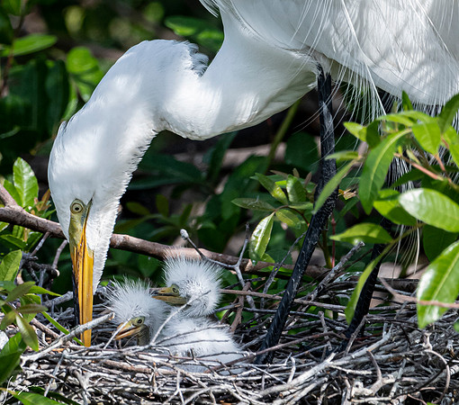 VeniceRookery20190401_1279
