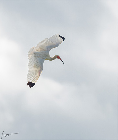 White Ibis Galveston TX-County Parks 20210508_0260-Edit