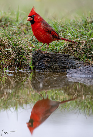 Northern Cardinal Male _DSC9661