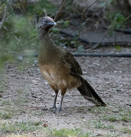 Plain Chachalaca _DSC6422