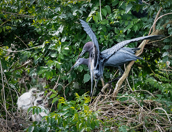 Little Blue Heron Pair and Chicks County Park Galveston TX-County Parks 20210508_0478-Edit