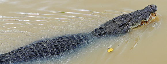 20250122DarwinAustralia_0468_DxO