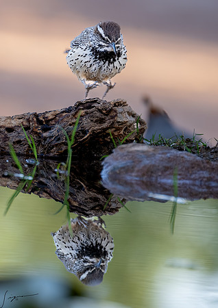 Cactus Wren ElephantHeadPond20220506_20220506_0304-Edit