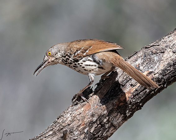 Long-billed Thrashe LaLomitaRanch20210501_0186-Edit