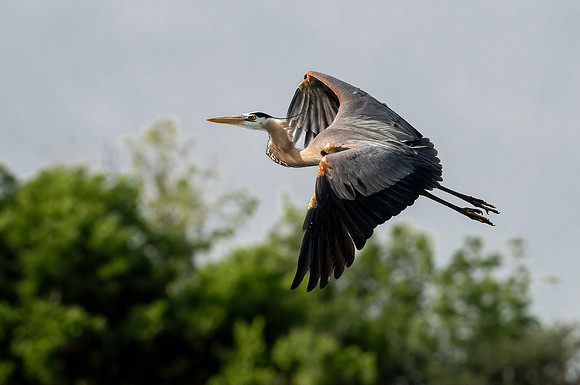 Great Blue Heron Galveston TX-County Parks 20210508_0196-Edit