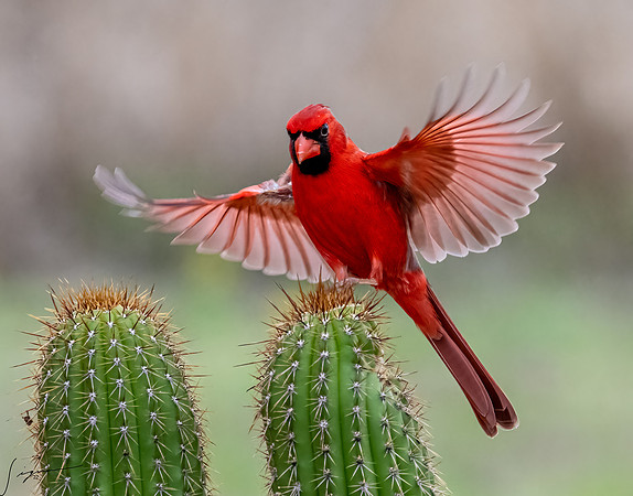 Northern Cardinal Male      _DSC1835-Edit