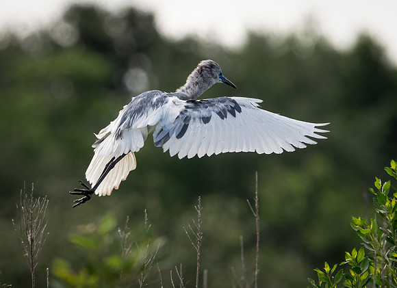 Little Blue Heron Juvenile Galveston TX-County Parks 20210508_0293-Edit