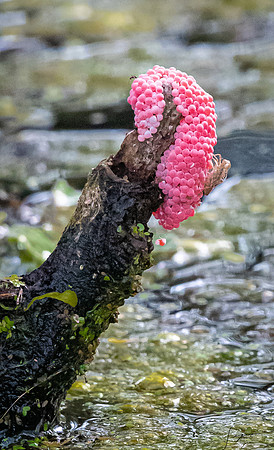 AppleSnailEggsInvasiveCircleBBarReserve20190414_0737