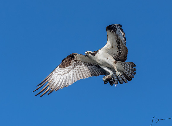 BlueCypressLake20190412_0778