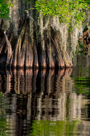 BlueCypressLake20190411_0237-Edit