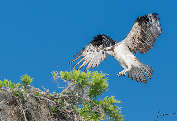 BlueCypressLake20190412_0711
