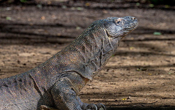 20250125KomodoIsland_0190