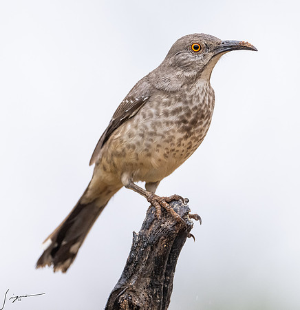 Curve-billed Thrasher _DSC7784