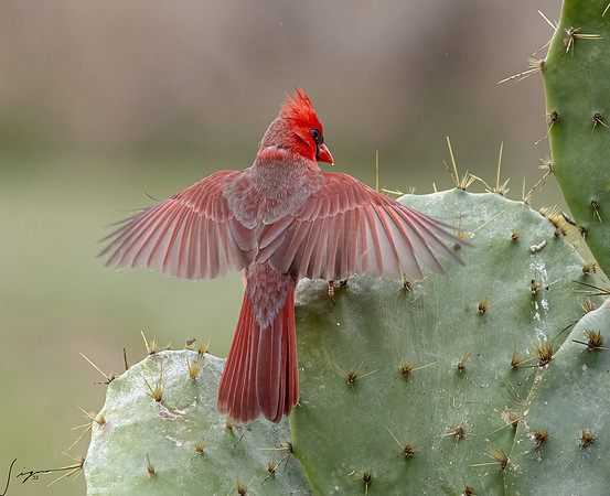 Northern Cardinal Male      _DSC9978-Edit