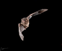 Laguna De Lagarto Lodge Bats