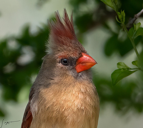Northern Cardinal Female LaLomitaRanch (2)