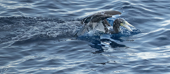20250108SeaDay_1320