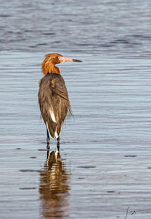 DingDarlingNWR20190402_0034
