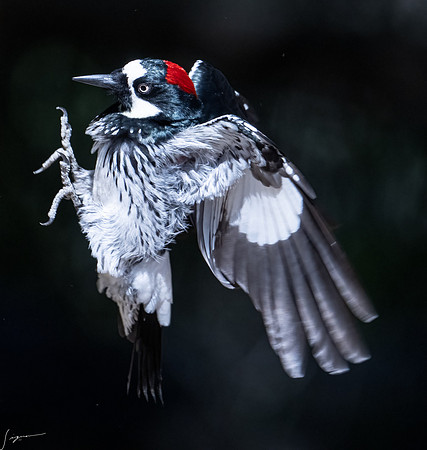 Acorn Woodpecker SantaRitaLodge_20220509_0132-Edit
