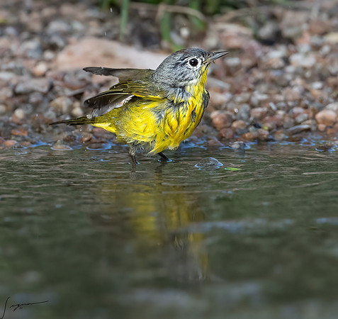 Nashville Warbler LaLomitaRanch20210501_0739-Edit