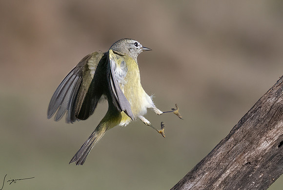 Orange-crowned Warbler Immature _DSC7359-Edit