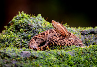 Laguna De Lagarto Lodge Macro 0721