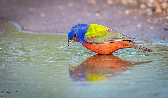 Painted Bunting Male LaLomitaRanch20210501_0798-Edit