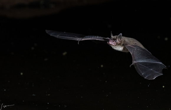 Arizona Brown Bat ElephantHeadPond_20220507_1573-Edit