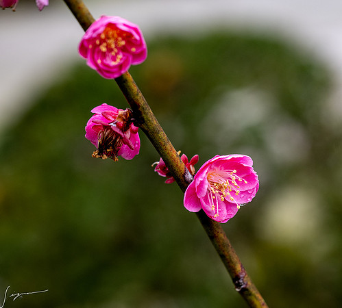 20250304AburatsuJapan_0623-Edit