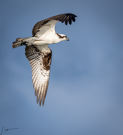 BlueCypressLake20190411_0262