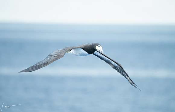 20250108SeaDay_1411