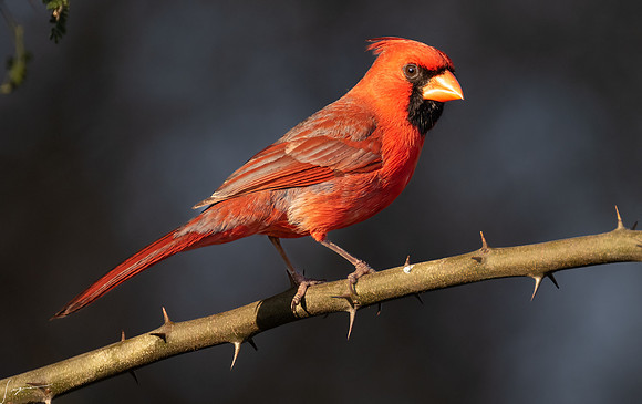 Northern Cardinal Male       _DSC8036-Edit
