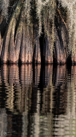 BlueCypressLake20190411_0254