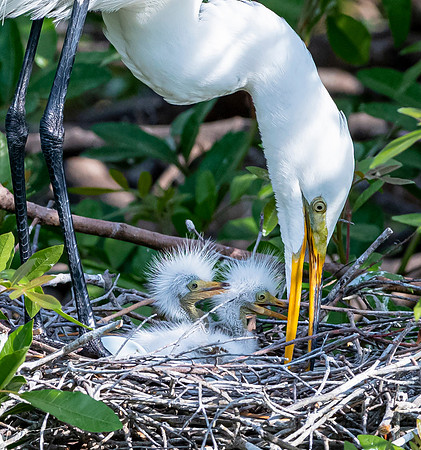 VeniceRookery20190401_0808