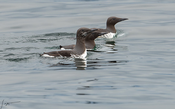 Common Murre Breeding Adult SanJuanIsland WA 20210527b