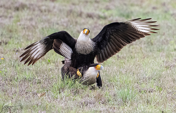 Crested Caracara Adult     _DSC5711-Edit