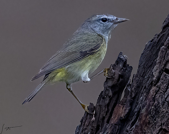 Orange-crowned Warbler Immature _DSC8442-Edit