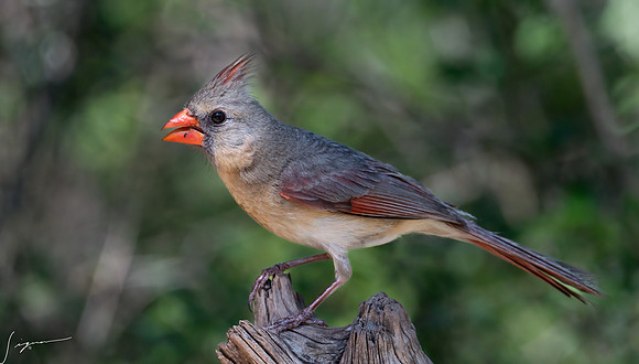 Northern Cardinal Female LaLomitaRanch20210502_0450-Edit