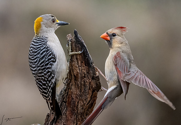 Female Golden-fronted Woodpecker Northern Cardinal _DSC2397-Edit