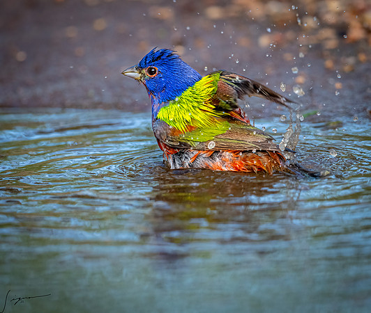Painted Bunting Male LaLomitaRanch20210501_0885-Edit