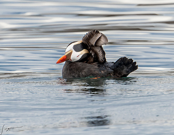 Tufted Puffin Breeding Adult SanJuanIsland WA 20210527_0739