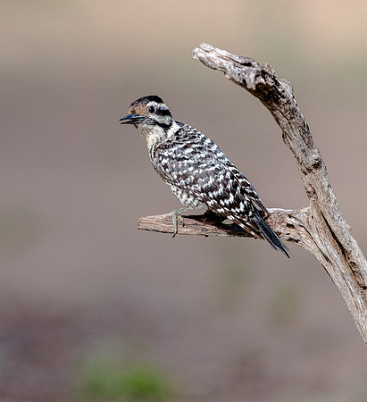 Ladder-backed Woodpecker Female LaLomitaRanch20210501_0567