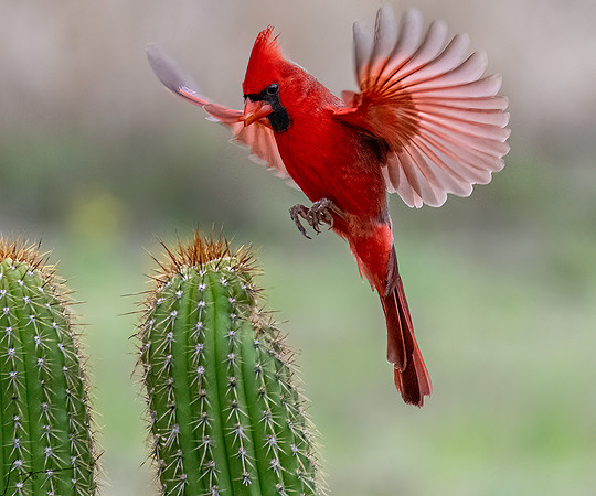 Northern Cardinal Male      _DSC1797-Edit