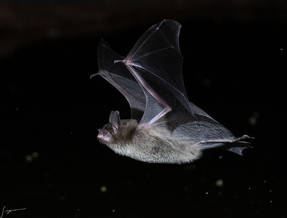 Arizona Brown Bat ElephantHeadPond_20220507_1574-Edit
