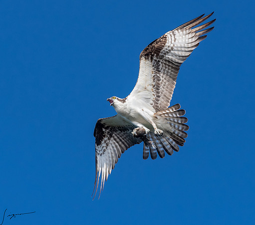 BlueCypressLake20190412_0876