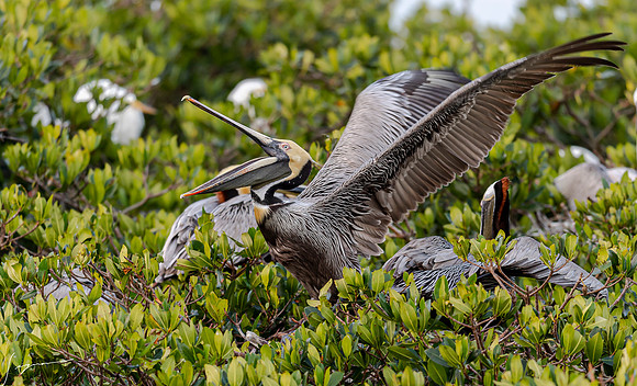 BrownPelicanBreedingAdultAtlanticRobertsBay20190330_0047